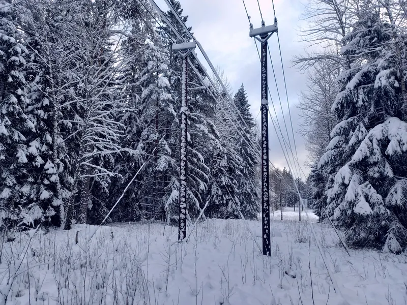 En lavspentlinje på to stolper gjennom en snødekt granskog